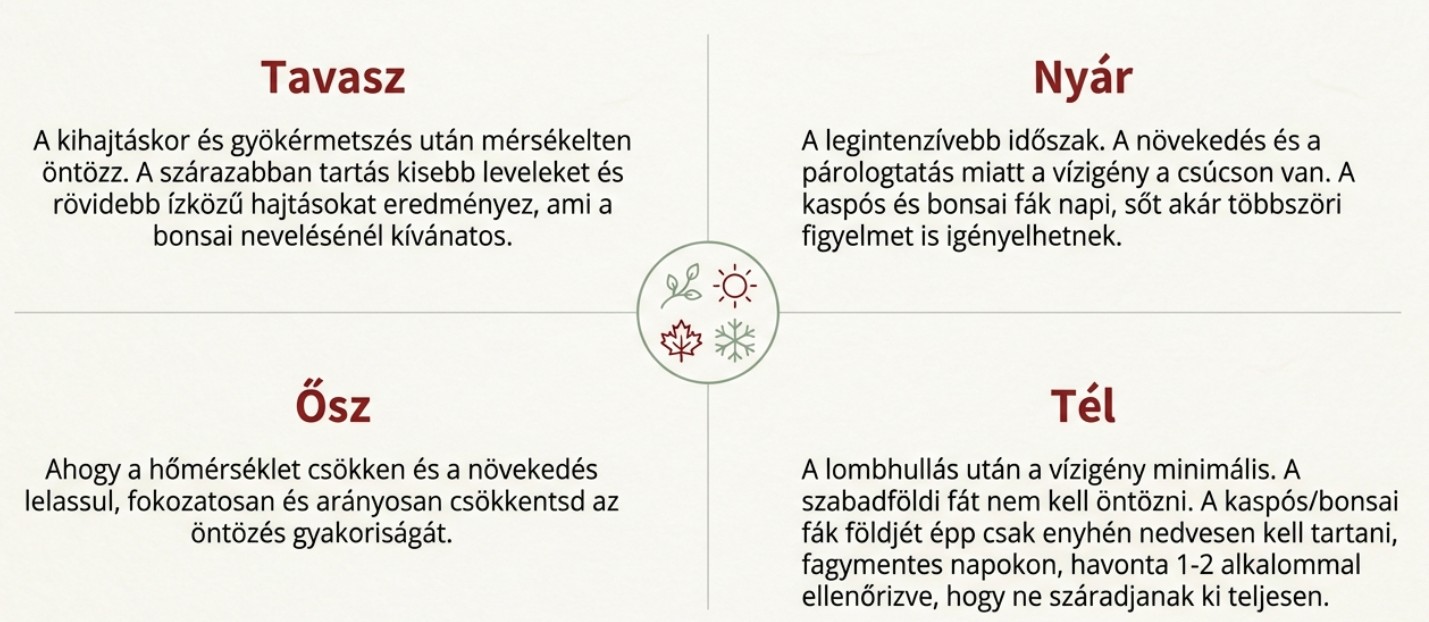 Egészséges, gondozott japán juhar