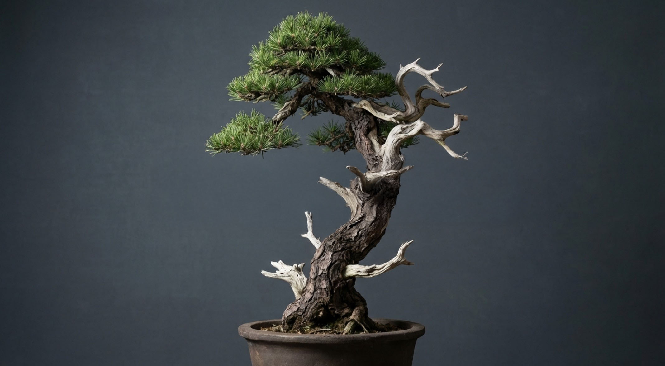 Hat alapelv, amely meghatározza egy bonsai karakterét