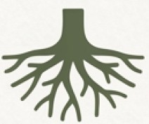 What does the nebari look like?